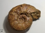 Valdedorsella sp.