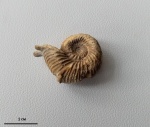 Holcodiscus caillaudianus