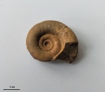 Protetragonites