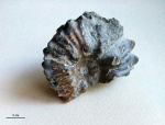 Dimorphoplites