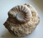 Anagaudryceras (?)