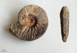 Hoplites dentatus