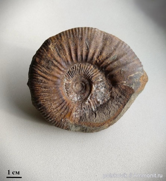 аммониты, головоногие моллюски, Крым, Балаклава, Homoeoplanulites homoeomorphus