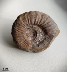 Homoeoplanulites homoeomorphus Buckman