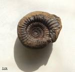 Homoeoplanulites (Parachoffatia) cf. stabilis Buckman