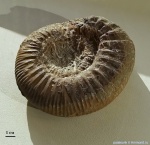 Homoeoplanulites (Parachoffatia) cf. stabilis Buckman