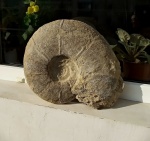 Puzosia mayoriana