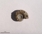 Paraspidoceras