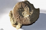 Pseudosubplanites (Hegaratella) jauberti (Massenot)