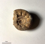 Kossmatella