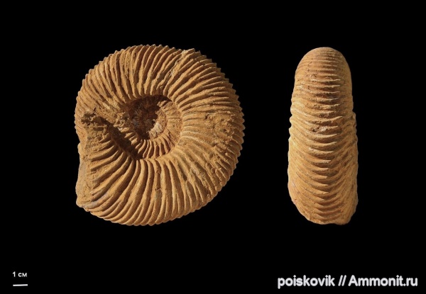 аммониты, головоногие моллюски, Speetoniceras, Крым, баррем, нижний баррем, Ammonites, Speetoniceras speetonensis, Hauterivian