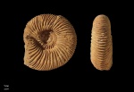 Speetoniceras speetonensis