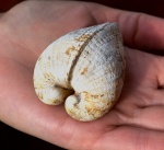 Prosodacna