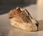 Pterotrigonia