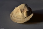 Corbis inkermanensis Gorbach
