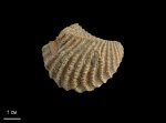 Linotrigonia