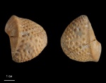 Myophorella loewinson - lessingi (Renngarten)