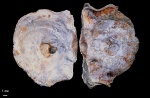 Liostrea mirabilis