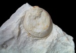 Spondylus