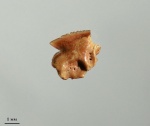 Megasqualus orpiensis