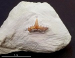 Synechodus
