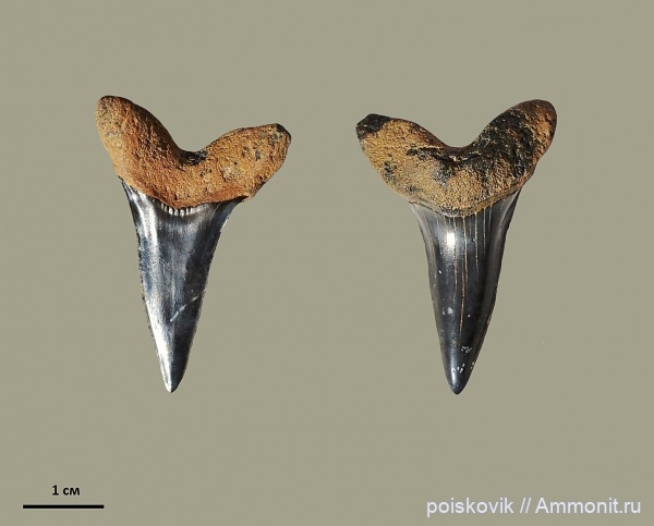 рыбы, зубы, Крым, зубы акул, fish, teeth, shark teeth