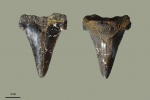 Carcharocles angustidens