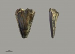 Otodus (Carcharocles)