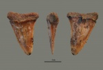 Cretoxyrhina sp.