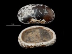 Pycnodus