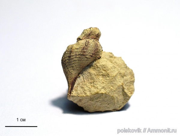 гастроподы, брюхоногие моллюски, Крым, верхний мел, Балаклава, Upper Cretaceous