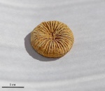 Montlivaltia intumescens