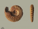 Anahoplites daviesi