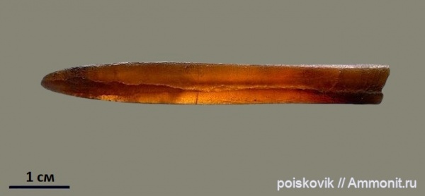 белемниты, головоногие моллюски, Крым, belemnites