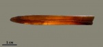 Белемнит