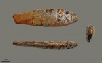 Duvalia