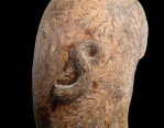 Neovermilia sp. cf. ampullacea