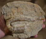 Hamites