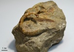 Hamites