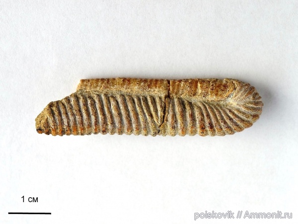 аммониты, гетероморфные аммониты, головоногие моллюски, альб, Крым, Ammonites, Балаклава, Albian, heteromorph ammonites, эрратические валуны, верхний альб