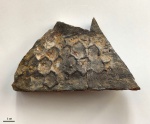 Paleodictyon tauricum Vialov et Golev