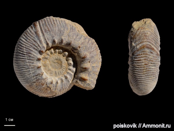 аммониты, головоногие моллюски, Ammonites, Olcostephanus