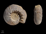 Olcostephanus
