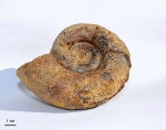 Biasaloceras