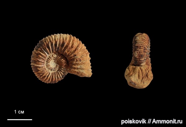аммониты, головоногие моллюски, берриас, Крым, Ammonites, Hegaratia, Balkites, Berriasian