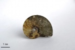 Anahoplites planus
