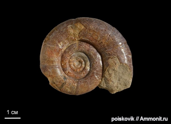 аммониты, головоногие моллюски, берриас, Крым, Ammonites, Protetragonites, Berriasian