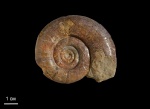 Protetragonites