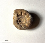 Kossmatella