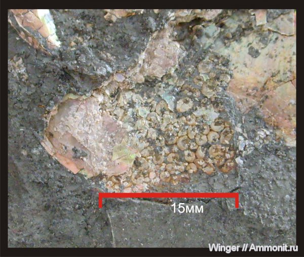 Aconeceras, Aconeceras trautscholdi, Aptian